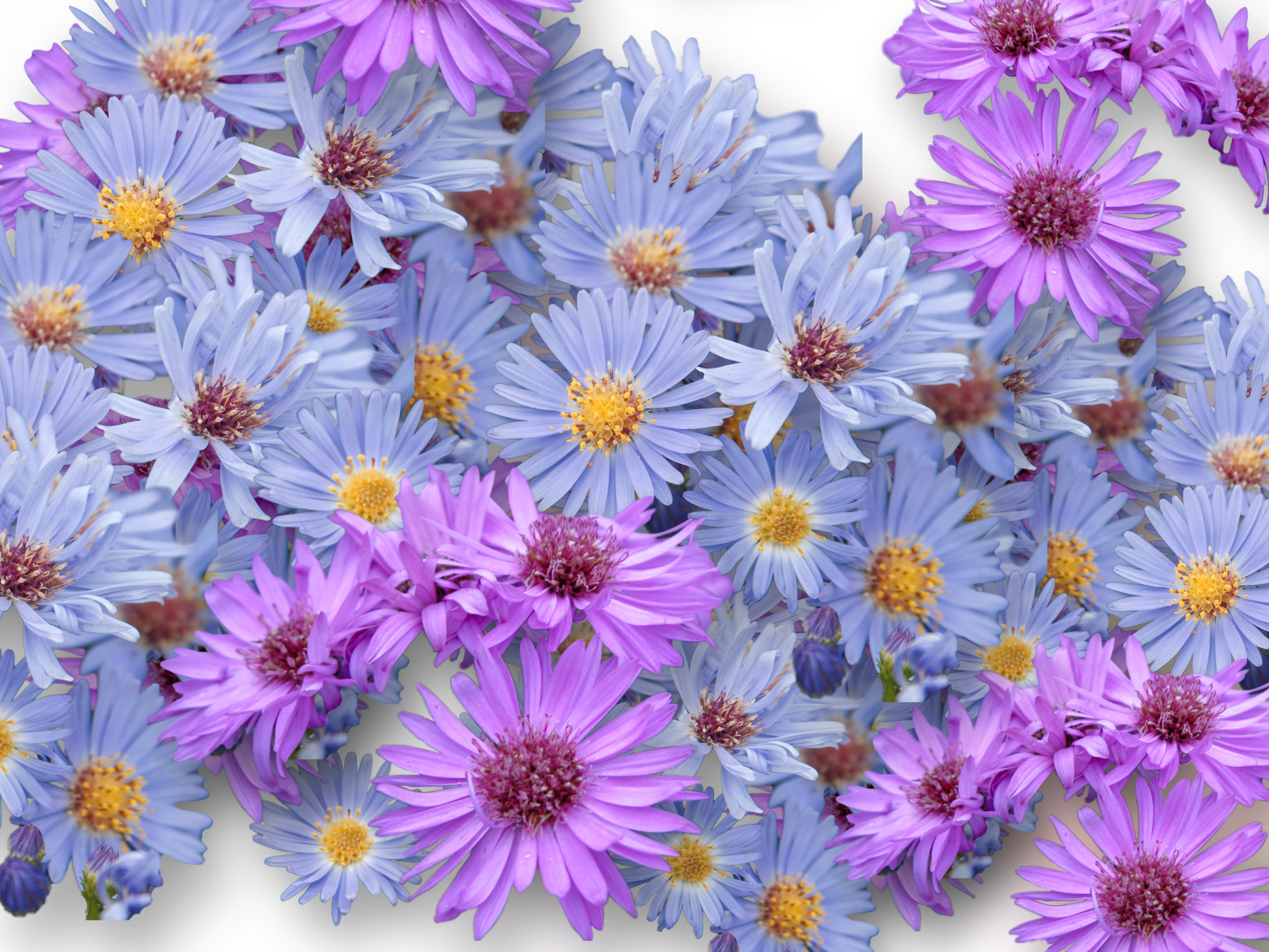 Asters